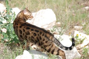 ink spot male stud bengal