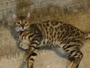 stud bengal Max