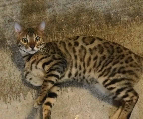 stud bengal Max