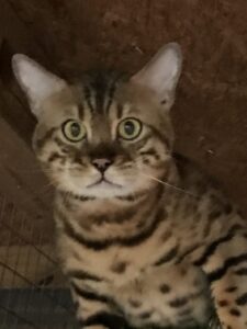 Bear, Stud male bengal cat