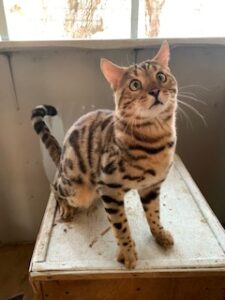 spike the male bengal stud