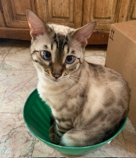 snow bengal stud