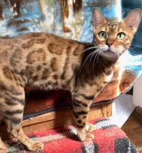 Bell the Queen Bengal