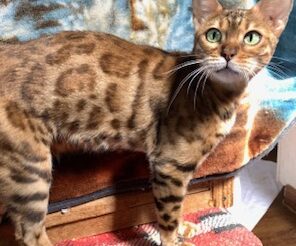 Bell the Queen Bengal