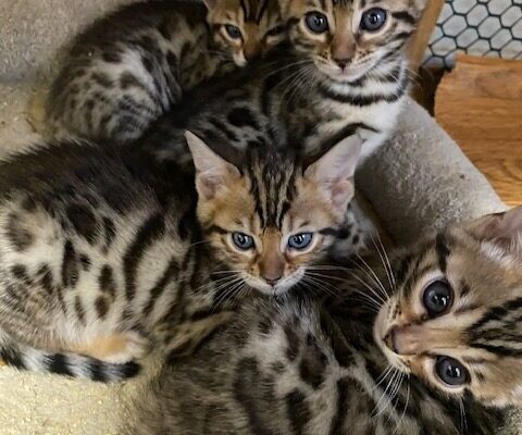 Bengal Kitten Litter