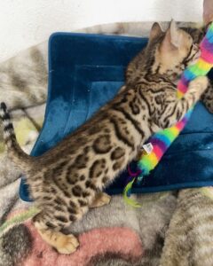 bengal kitten playing
