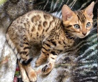 bengal kitten