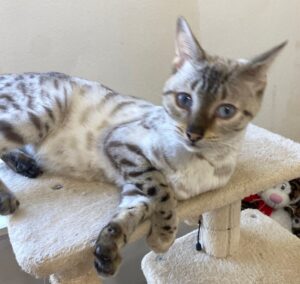 Ms Twinkle