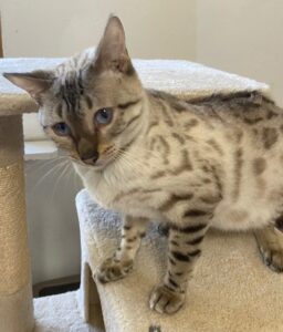 Twinkle the Snow Bengal Queen Cat