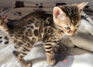 bengal kitten litter