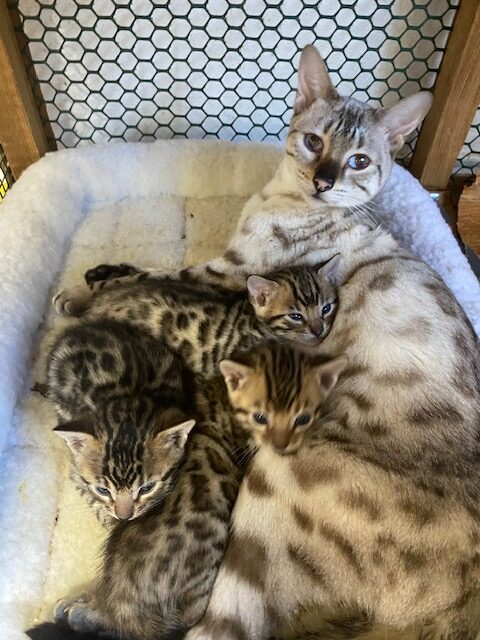 Bengal mom and kittens