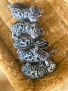 new born Bengal kittens