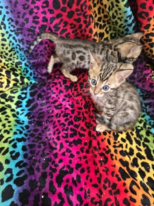 bengal kittens for sale