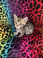 bengal kitten 5 weeks old