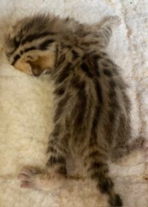 new born bengal kitten