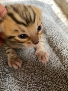new born bengal kitten