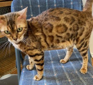 Bell the queen Bengal cat