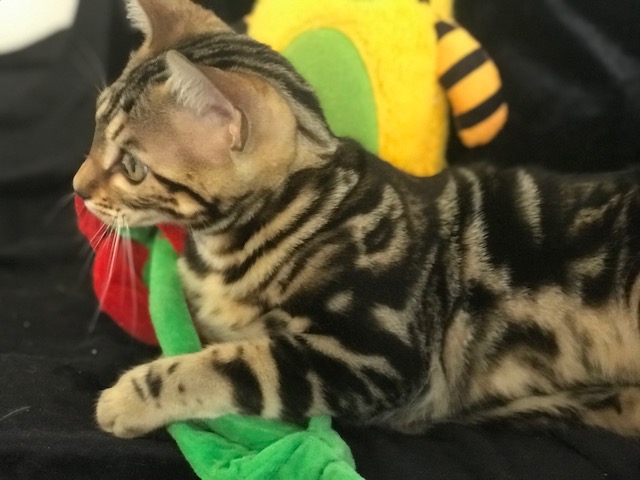 Marble Bengal Cat