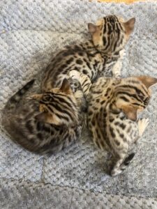Bengal Kittens