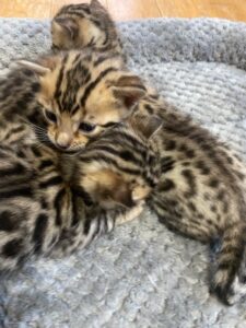 3 Bengal Kittens