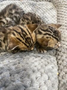 Bengal Kitten Litter
