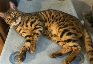 storm bengal cat stud