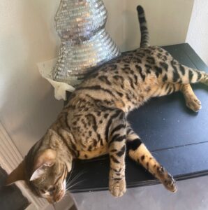 female bengal cat
