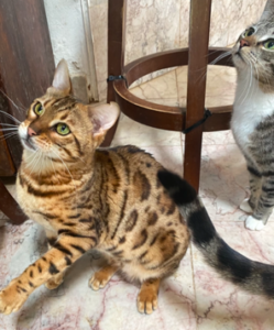 male golden bengal cat