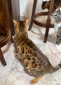 young male bengal cat