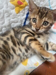 june the girl bengal kitten