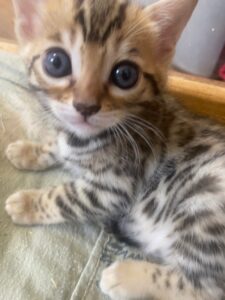 bengal girl kitten