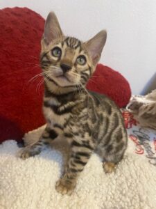 remy the bengal boy kitten